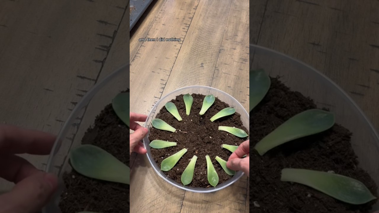 If you&rsquo;re struggling with propagating you succulents leaves&hellip; #plantcare #succulents #planttips