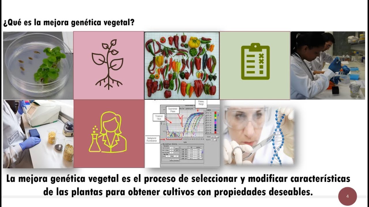 Máster Universitario en Mejora Genética Vegetal - Webinar 2025 – UPV