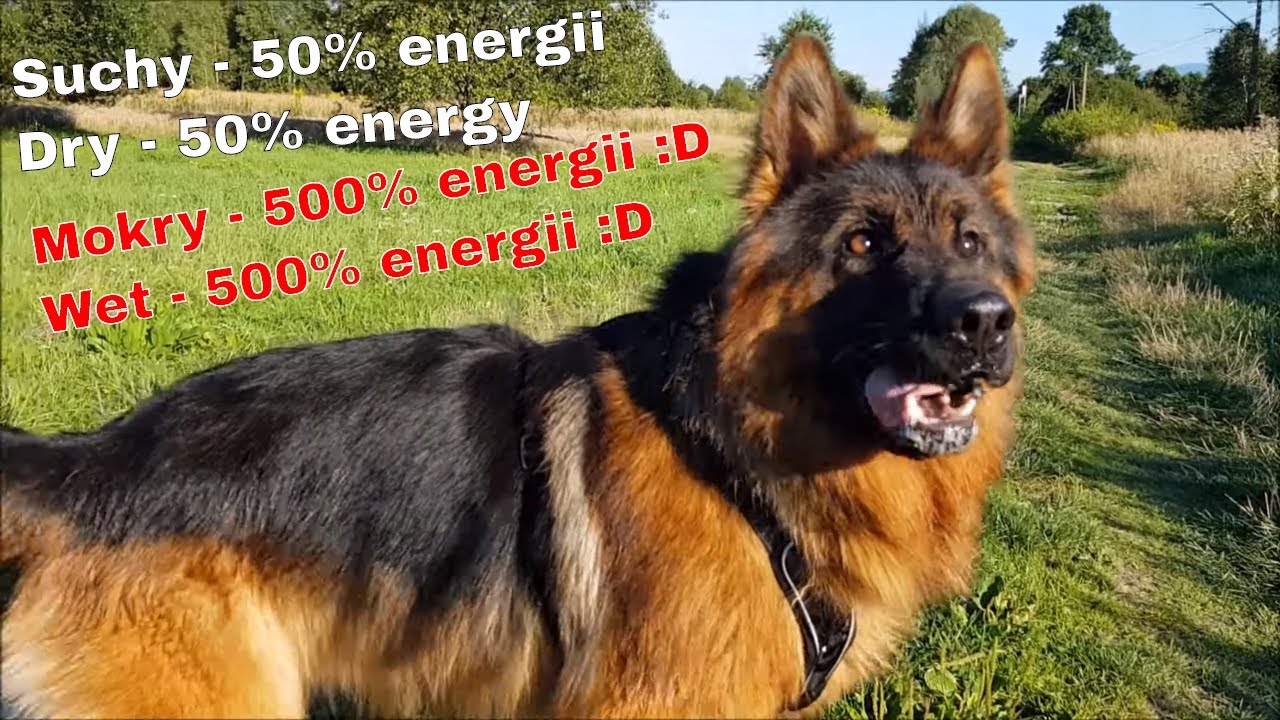 Major gets a real energy boost when is wet/Major dostaje prawdziwy zastrzyk energii, gdy jest mokry