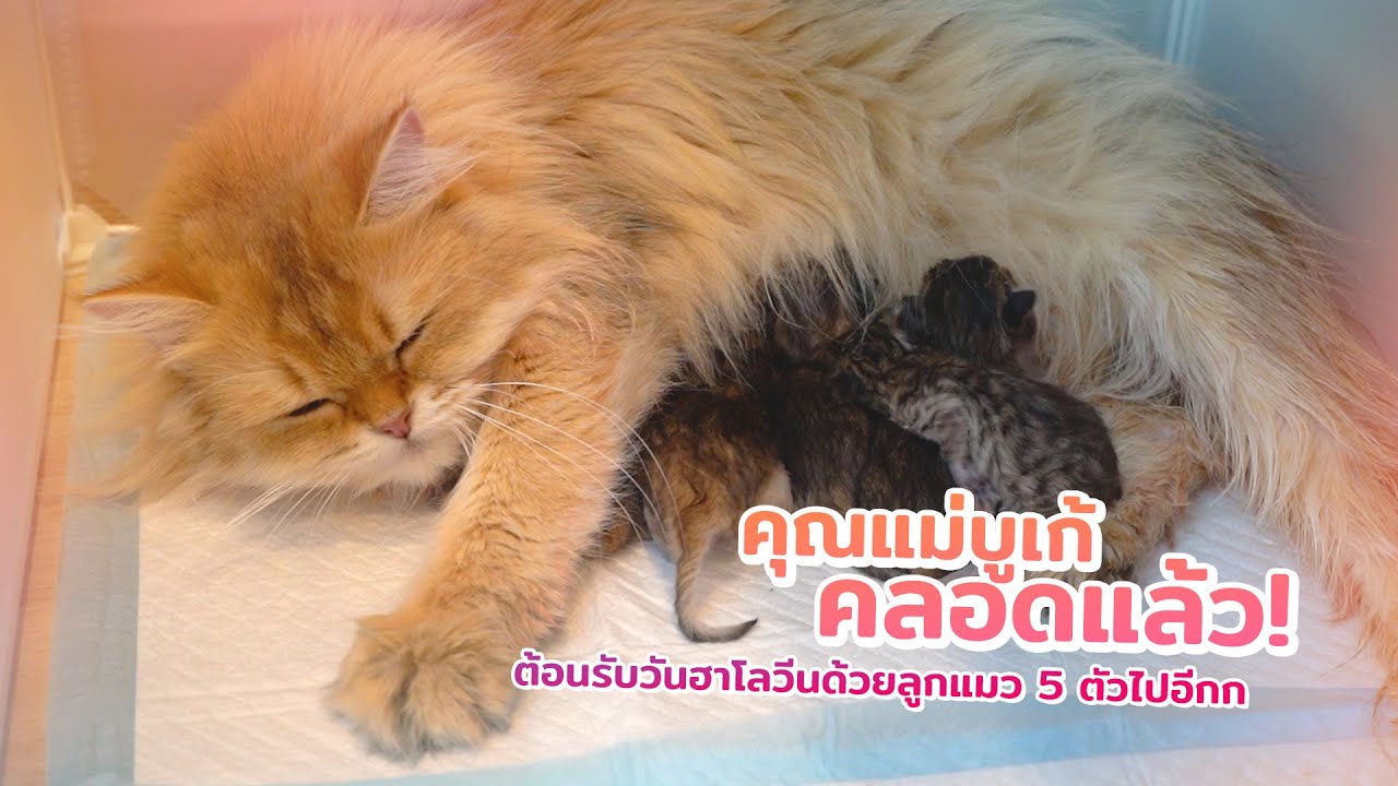บูเก้รับฮาโลวีนด้วย ก้อนขนตัวเล็ก 5 ก้อน! ทำมานุดลุ้นสุดๆ