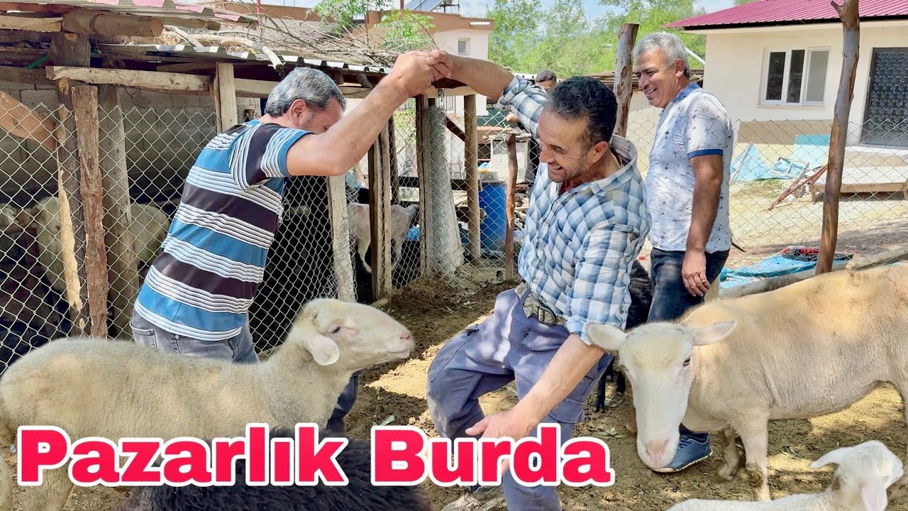 KURBANLIK KOYUN PAZARLIĞI ‼️ KURBANLIK FİYATLARI 2025 - Osmaniye