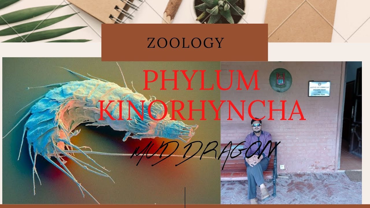 PHYLUM KINORHYNCHA