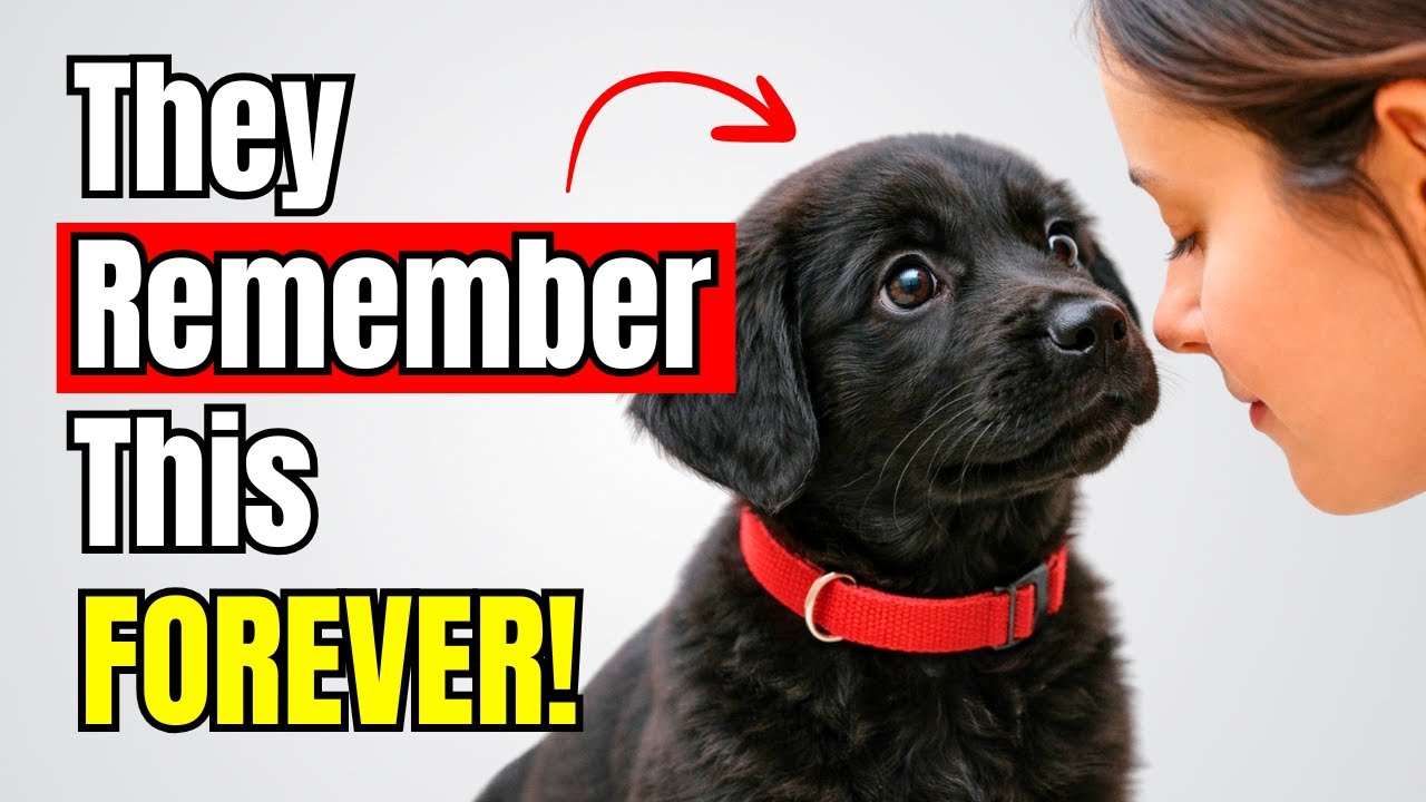 10 AMAZING Things Your Dog ALWAYS Remembers About You | Dog Behavior Explained