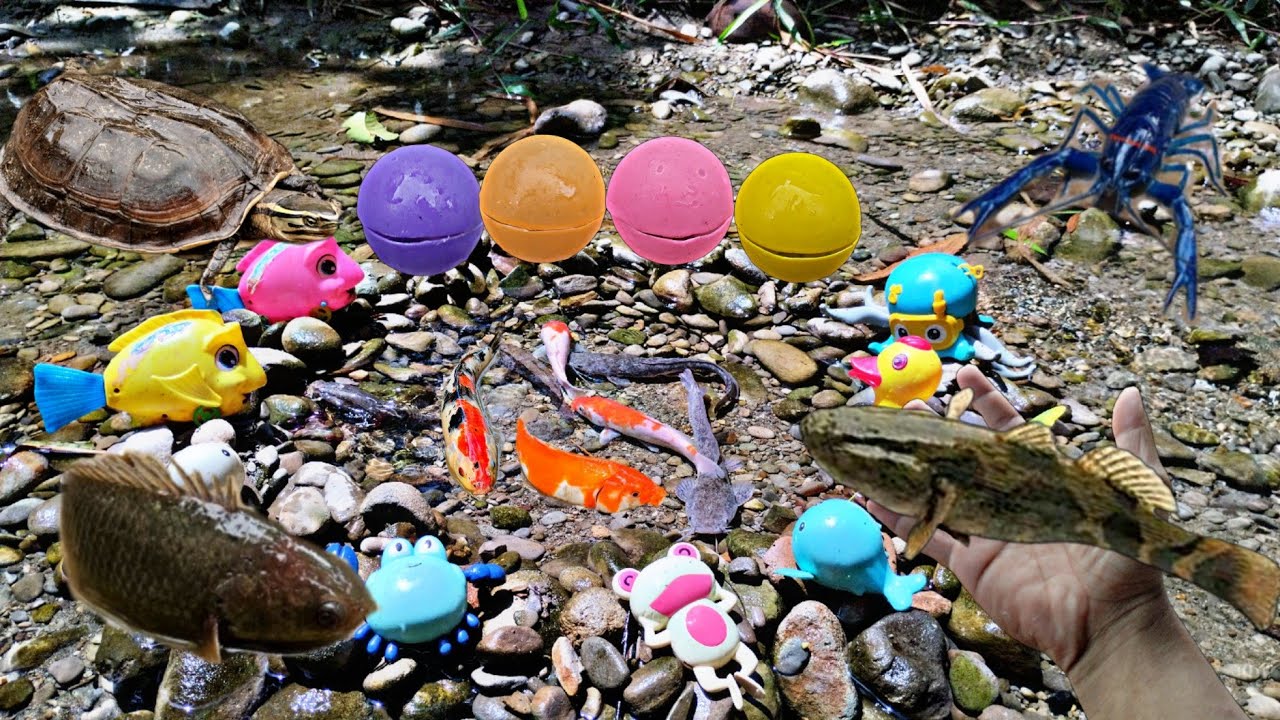 Menangkap ikan lele, ikan koi, ikan hias, ikan gabus, ikan betok, lobster biru, kura-kura besar