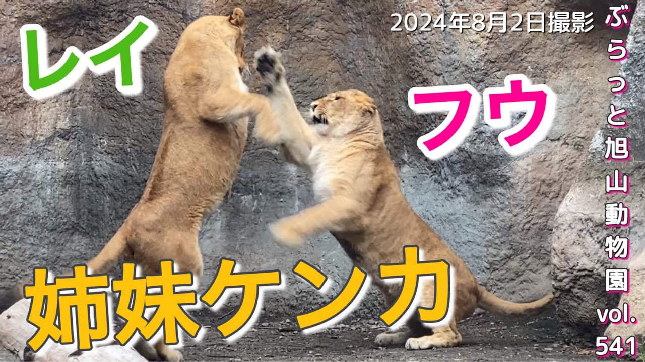 《ライオン＆トラ旭山動物園》勝つのはどっち？フウレイの姉妹ケンカ。お隣さんがいない⁉︎オリトイオファミリーvol541/Lion sisters quarrel＆neighbor tiger