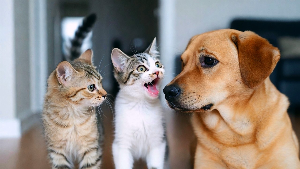 🐱🐶 Funny Cat Plays with Puppy | Cute Baby Kittens Having Fun in the Room 🐶🐱