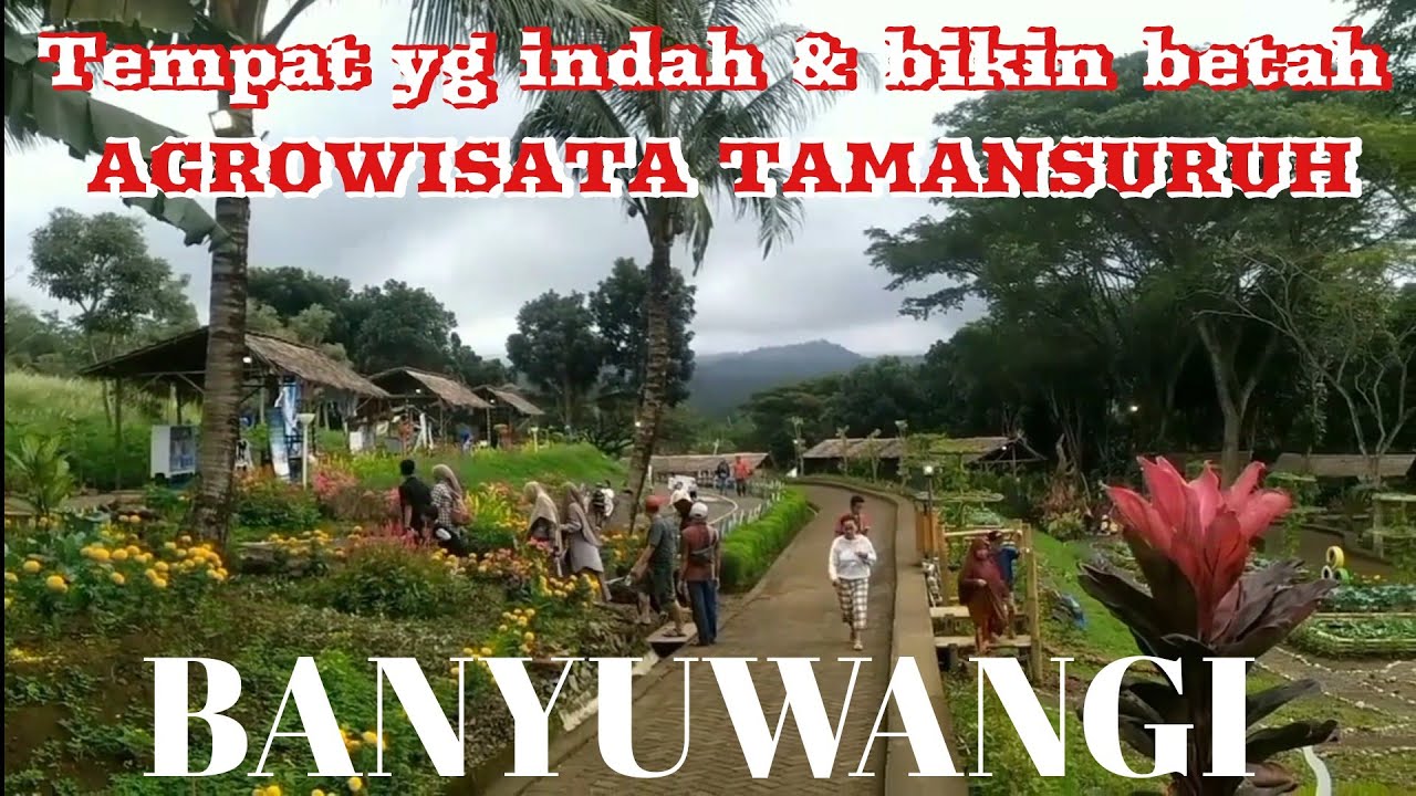 AGROWISATA Tamansuruh Banyuwangi II Tempat wisata yang memiliki panorama yang indah