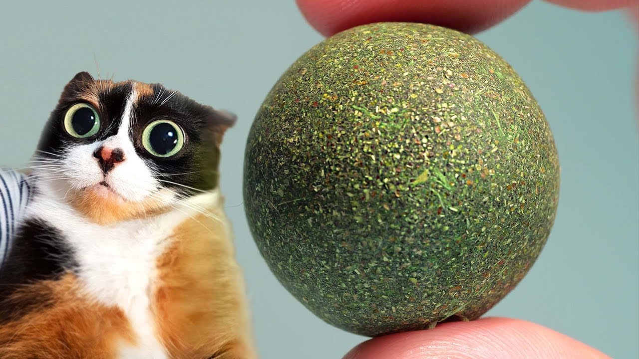 HERE’S WHAT WE BOUGHT ON ALIEXPRESS