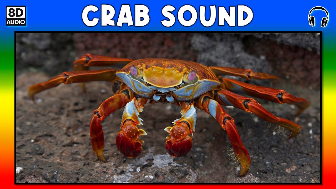 🦀 CRAB SOUND - CRAB SOUND EFFECT - SOUND OF CRAB - NOISE OF CRAB