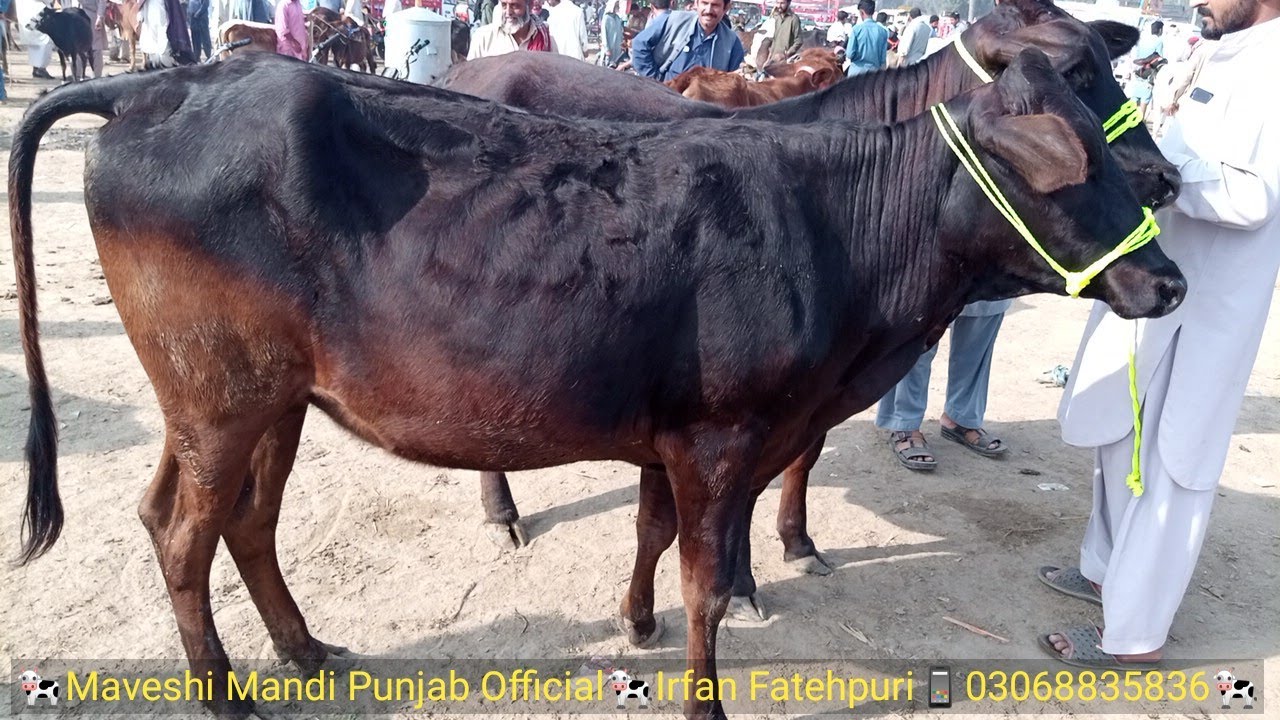 jersey sahiwal cross cow -jersey cow vs sahiwal cow