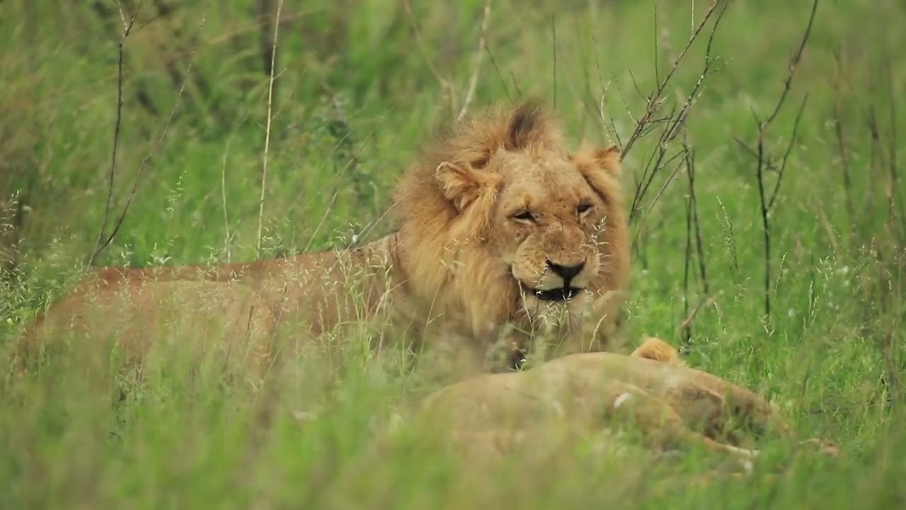 Male Lion Copyright Free Animal Videos