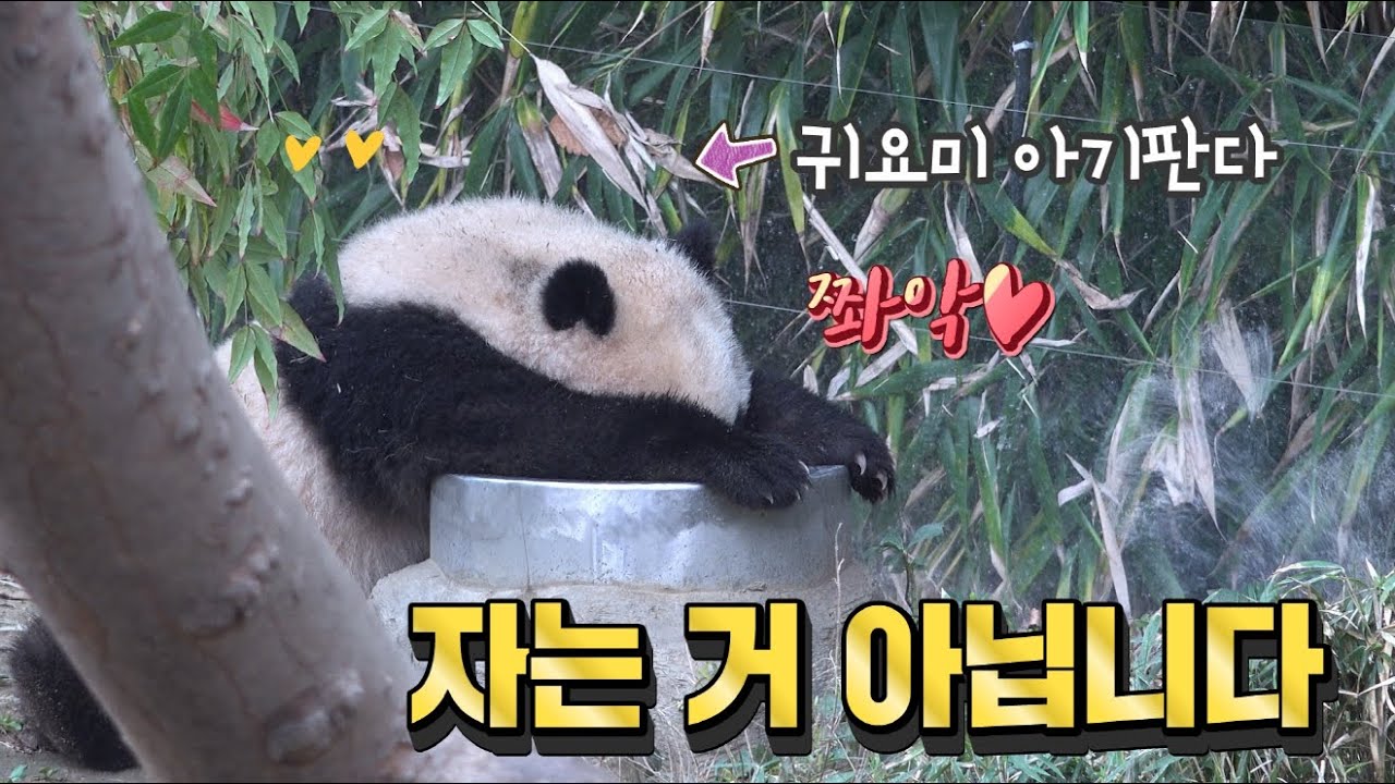 ★에버랜드 판다월드 ep16★ 유전자의 신비란! 엄마 아빠 좋은 점만 골고루 닮은 아기판다 푸바오의 멋진 도전! Baby Panda Fu Bao