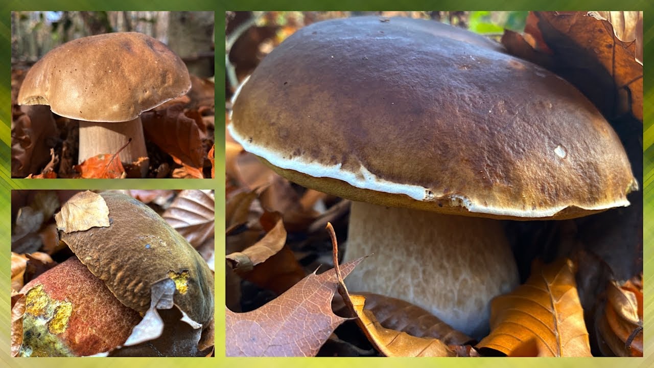 Die letzten Steinpilze 2025! Danke für die tolle Pilz-Saison❤️ Pilze sammeln im [November 2025]