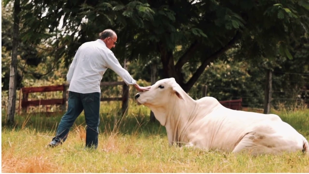 GEGO – Genética do Goiás | Tradição, Ciência e Resultados no Campo