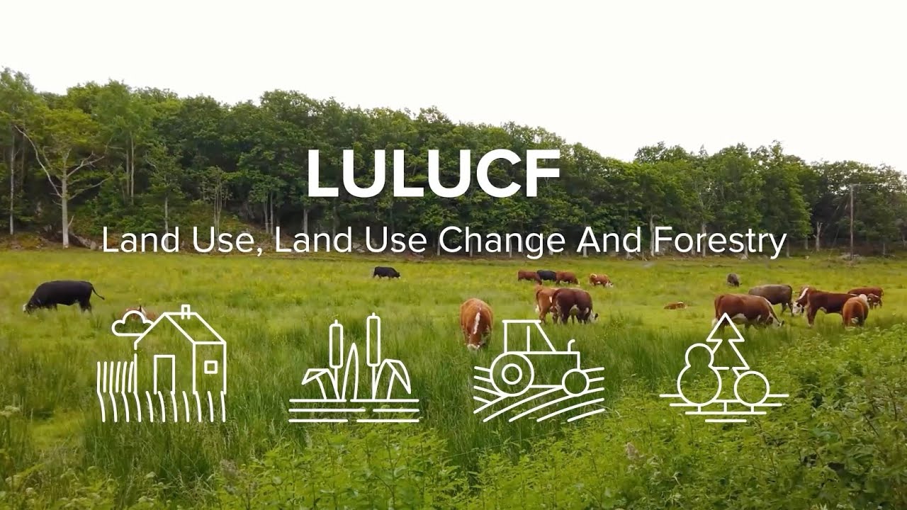 LULUCF: Why EU Forest Policy Matters