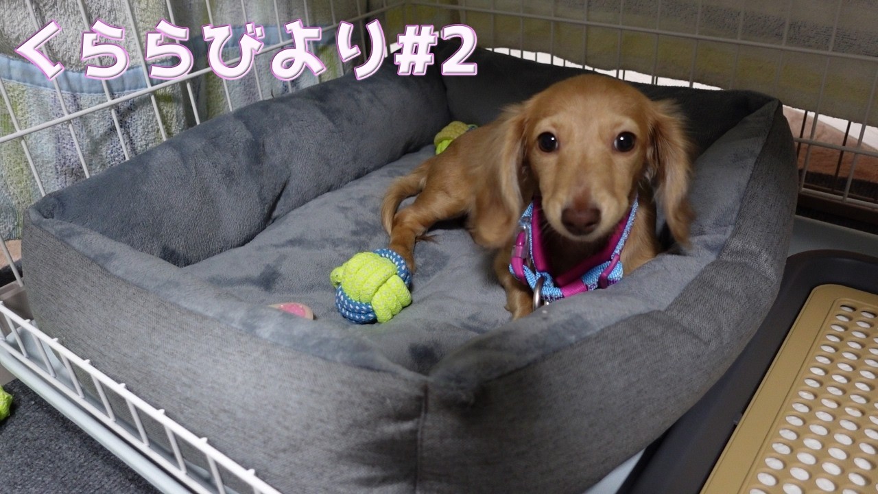 くららびより#2　首輪を購入しました！が‥