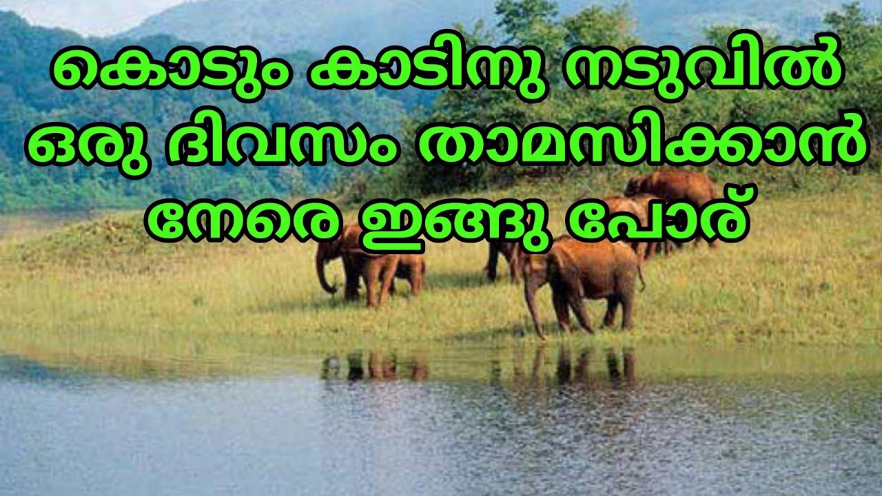Thenmala Forest Stay I കൊടും കാട്ടിൽ താമസിക്കാൻ ഒരു അടിപൊളി അവസരം I Travel With Aalok I Vlog - 39
