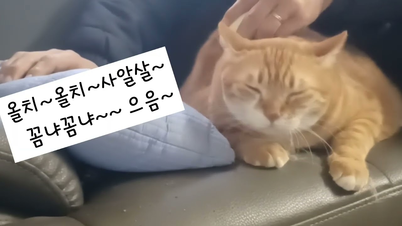 울 냥이는 털맛사지가 좋은거냥? 싫은거냥? (애매함~ㅋ)