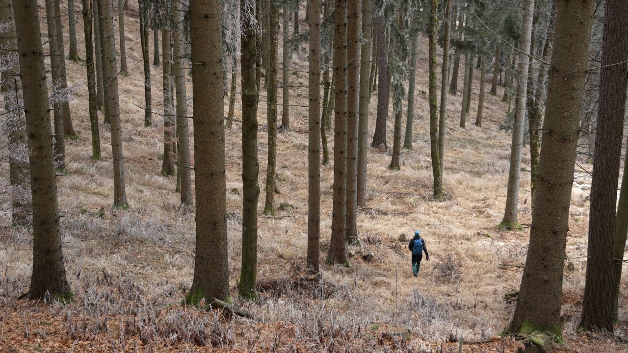 Stille Waldwanderung im Winter