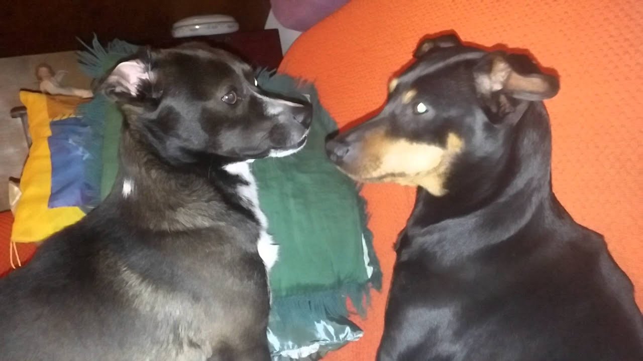 Video divertenti:Sbadiglio contagioso tra cani!!!!