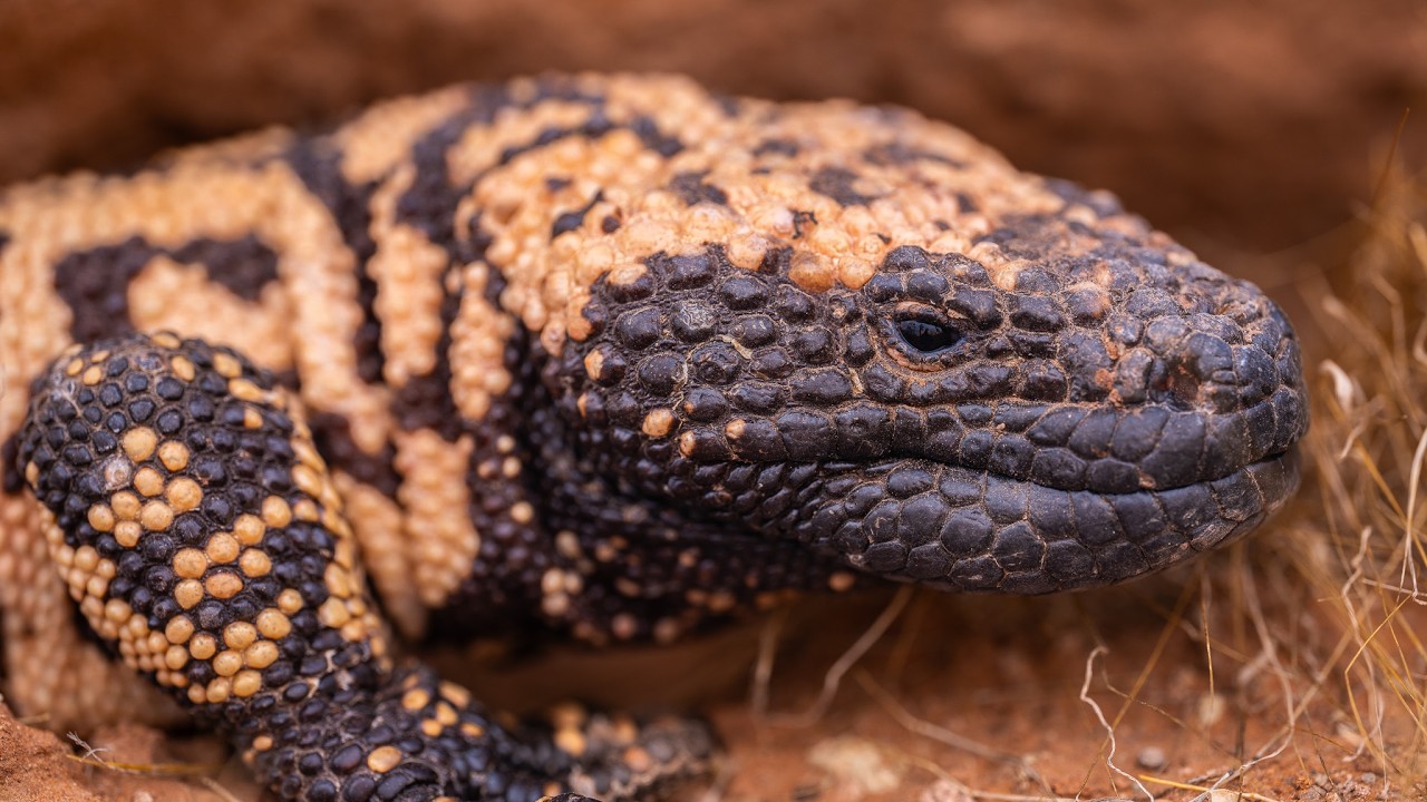 Herping Southern Utah 2025: Gila Monster, Mountain Kingsnakes, & More