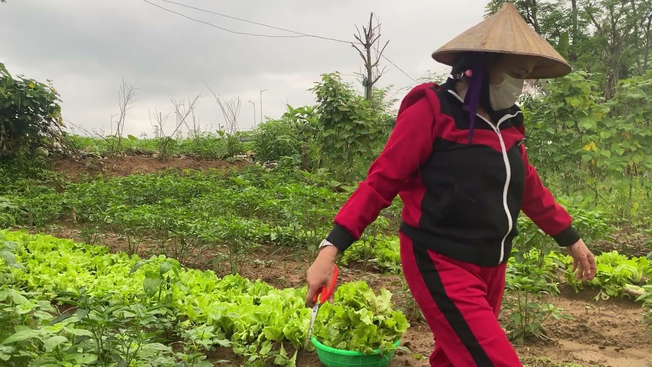 going to work in the fields early. Hôm nay trời mây mù, mình ra làm đồng sớm.@BaCucVlog-QuangNam 