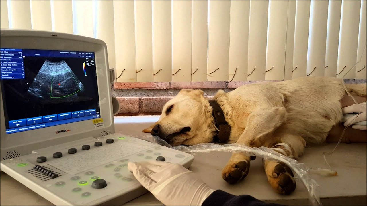 Ultrasonido Veterinario K20c KontroLab, DESEGO
