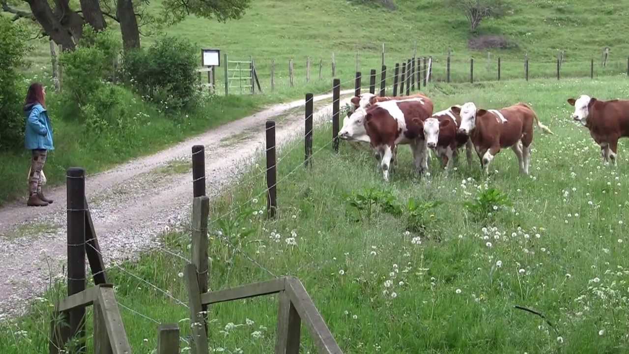 Från Kivik till Haväng, Österlen.