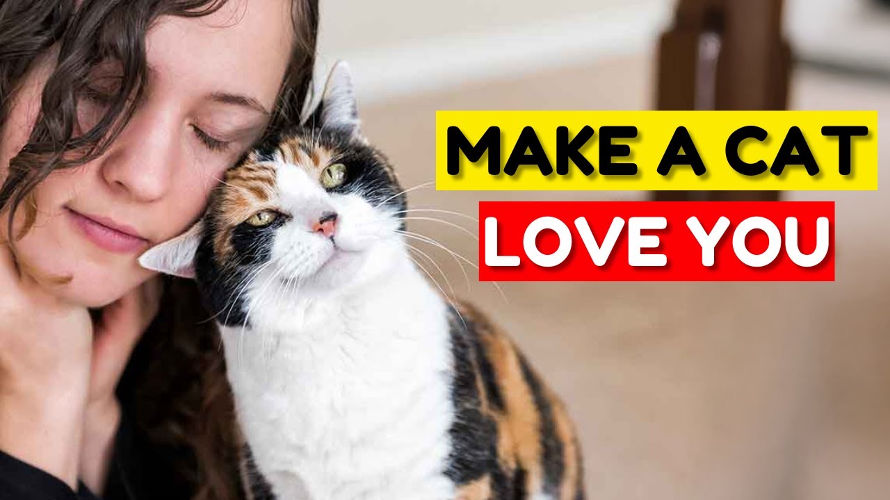 5 Mistakes to Avoid When Trying to Get a Cat to Like You