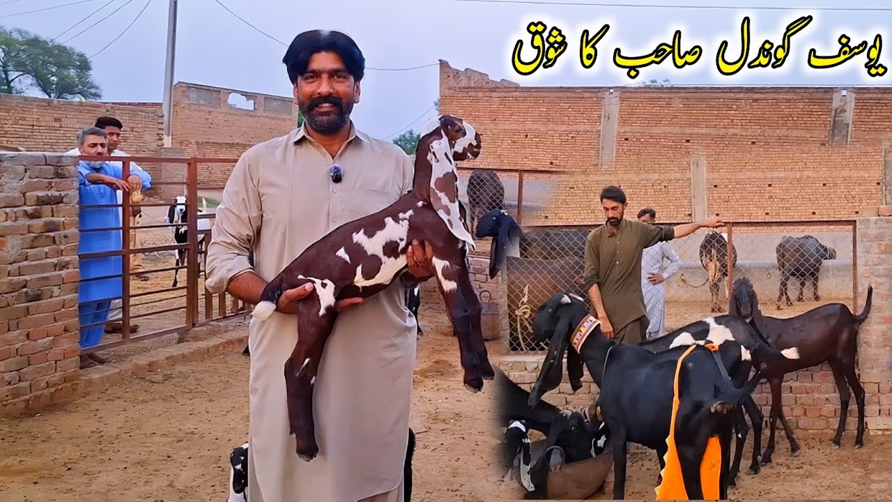 Nagra And Black Beetal Goats Of Yousaf Goondal Of Sargodha - Goat Farming Business Ideas
