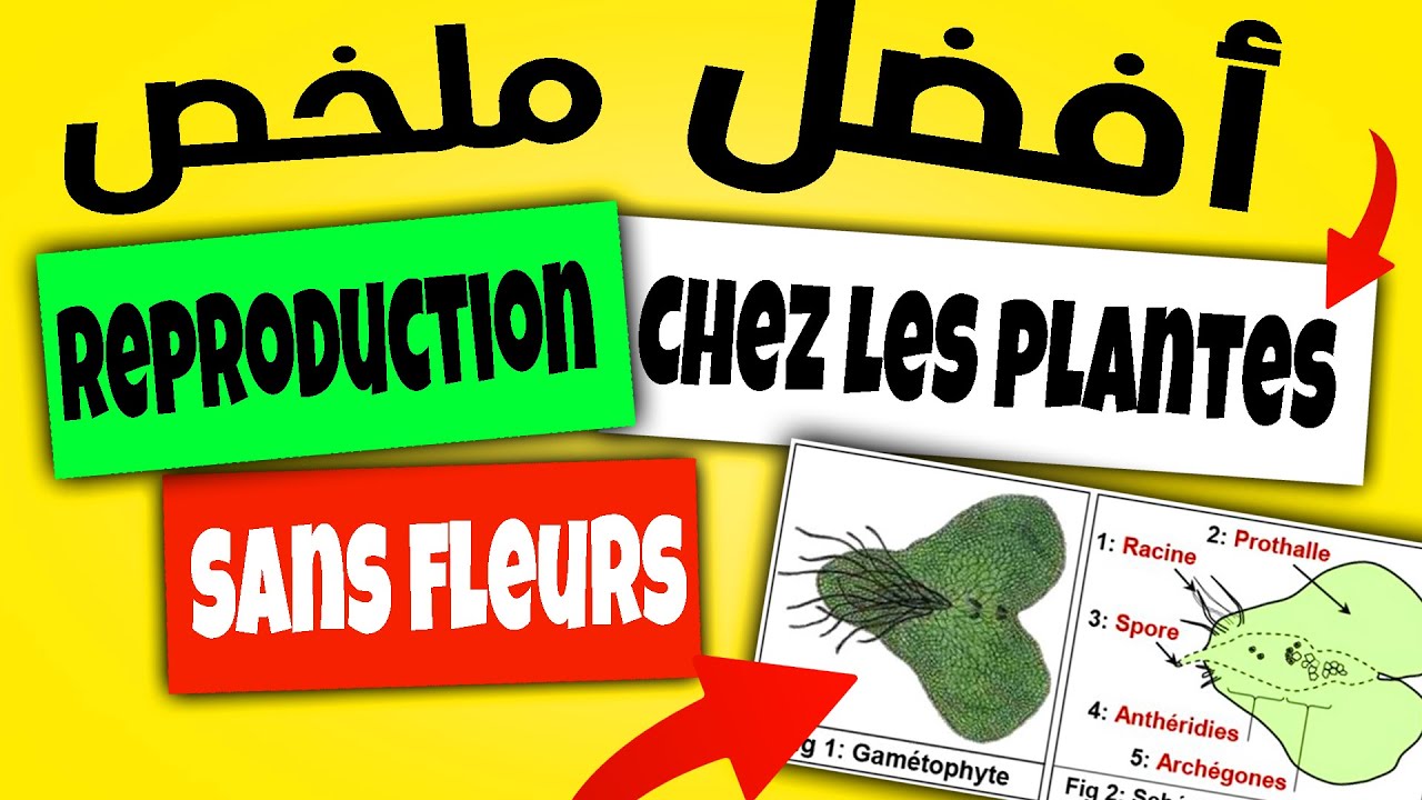 la reproduction chez les plantes sans fleurs (les végétaux) 2ac - ملخص الدرس