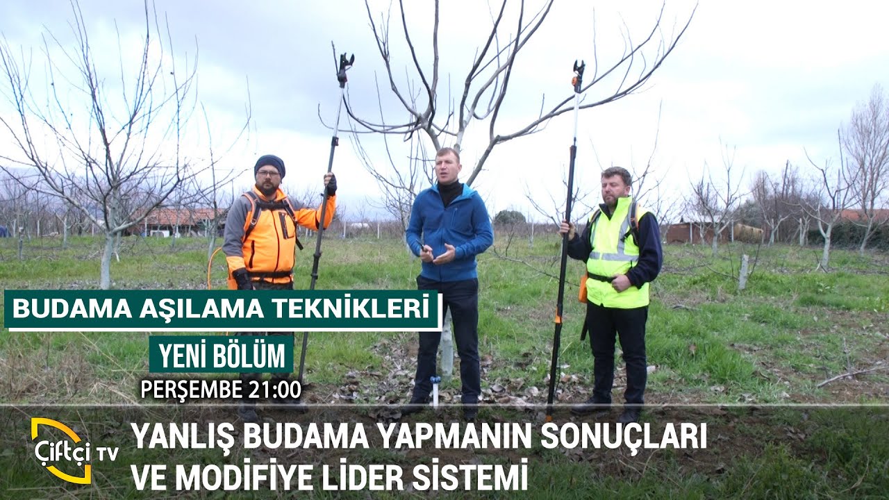 Yanlış Budama Yapmanın Sonuçları - BUDAMA VE AŞILAMA #tarım #budama #aşılama