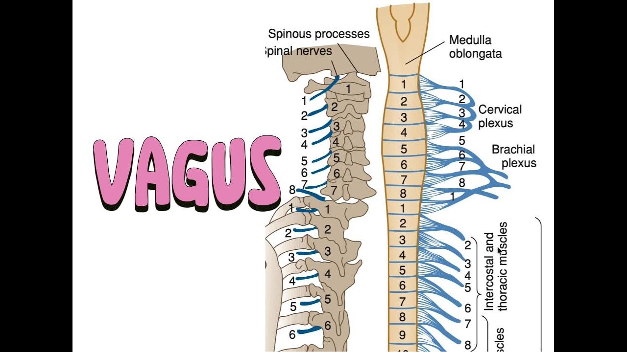 Spinal plexus