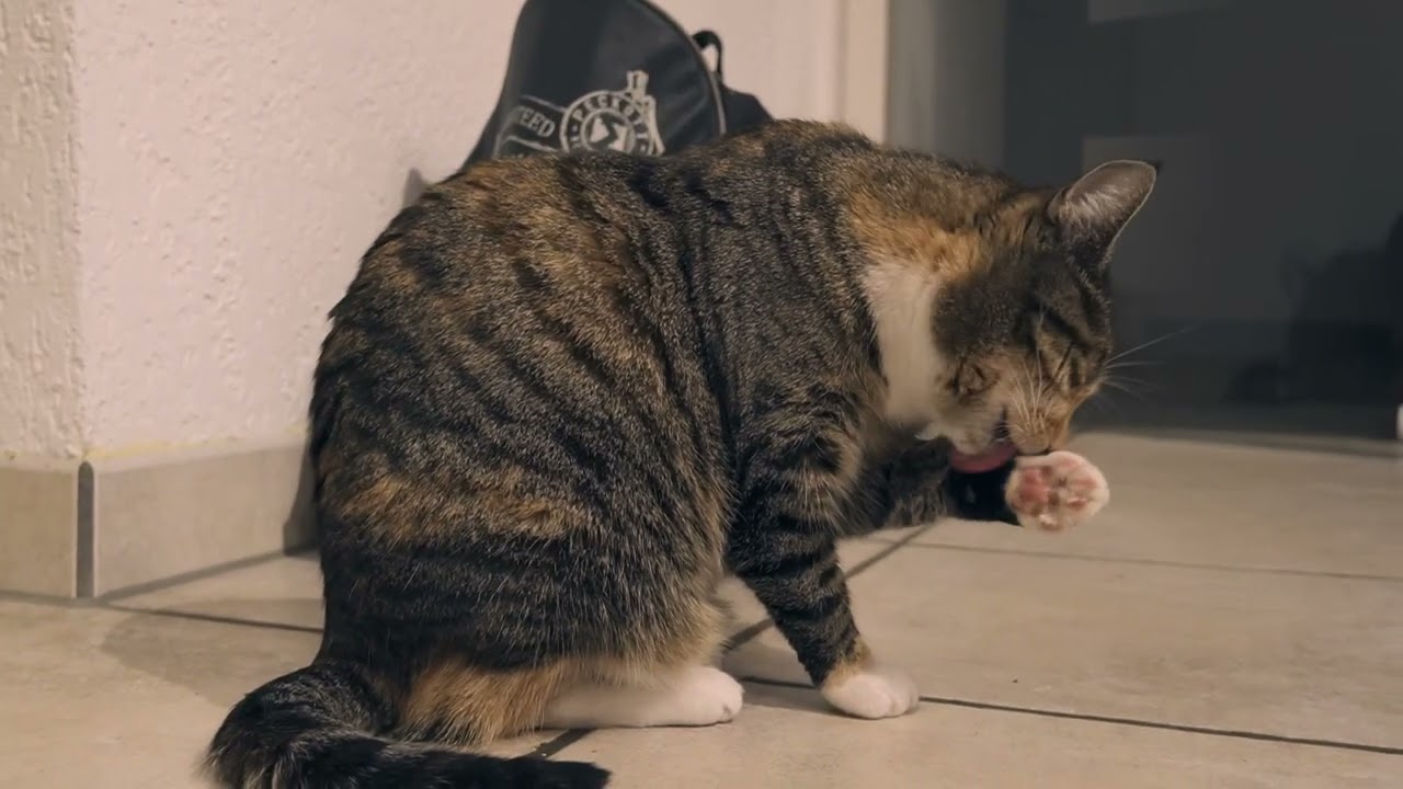 Katzen