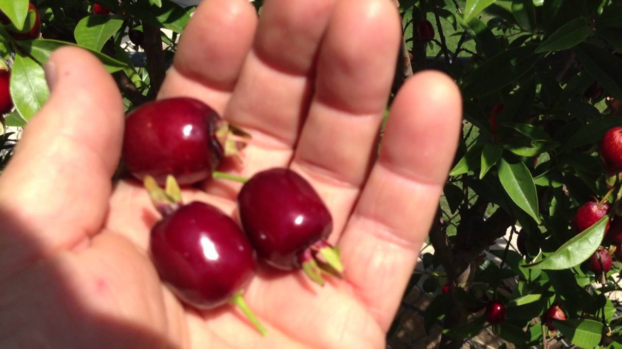 Rio Grande Cherry Bountiful Harvest Variety