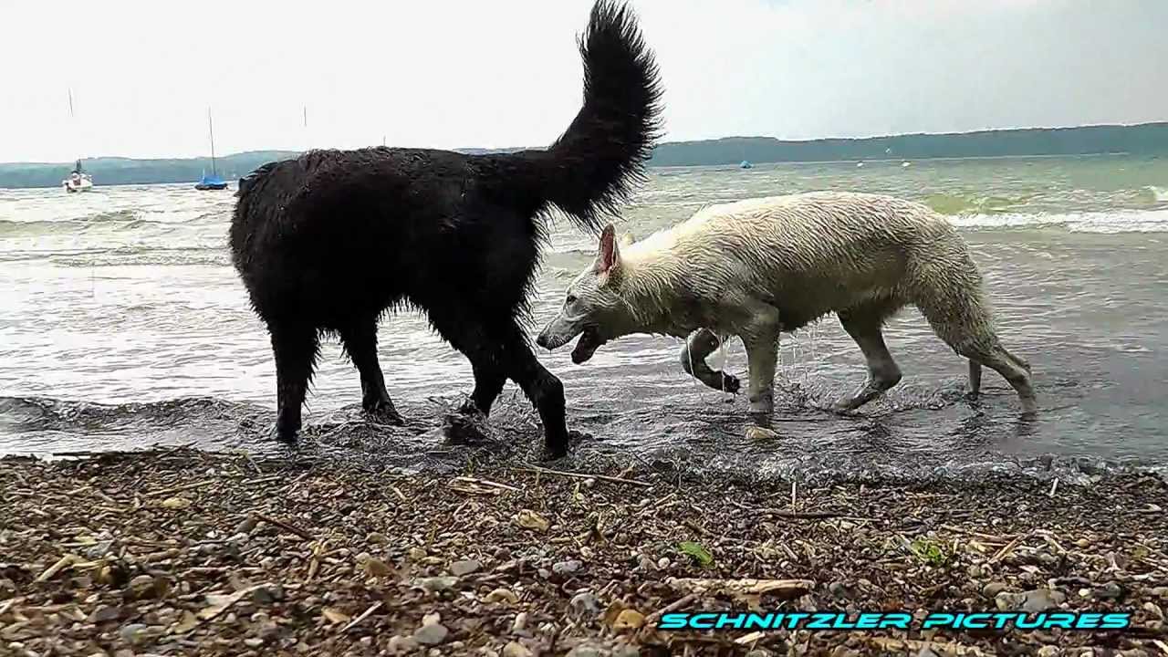 Weißer Schäferhund Malu Teil 2