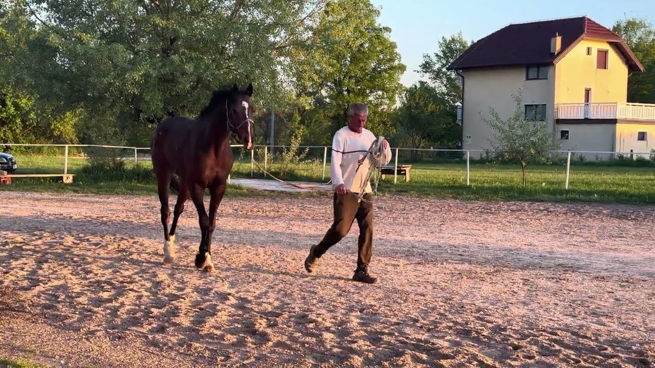 Impressive Boy - 29.4.2025