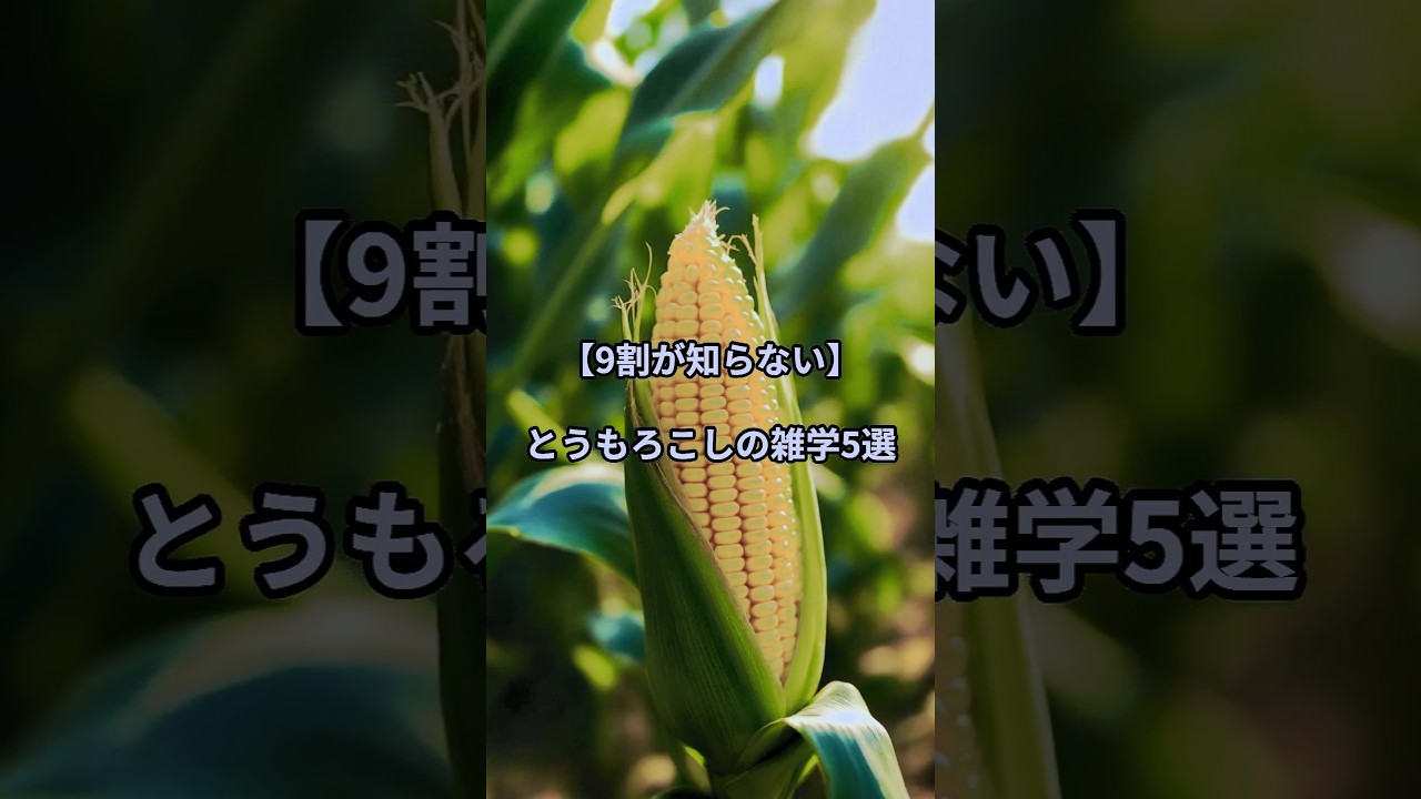 【9割が知らない】とうもろこしの雑学5選 #雑学 #豆知識 #とうもろこし #ポップコーン