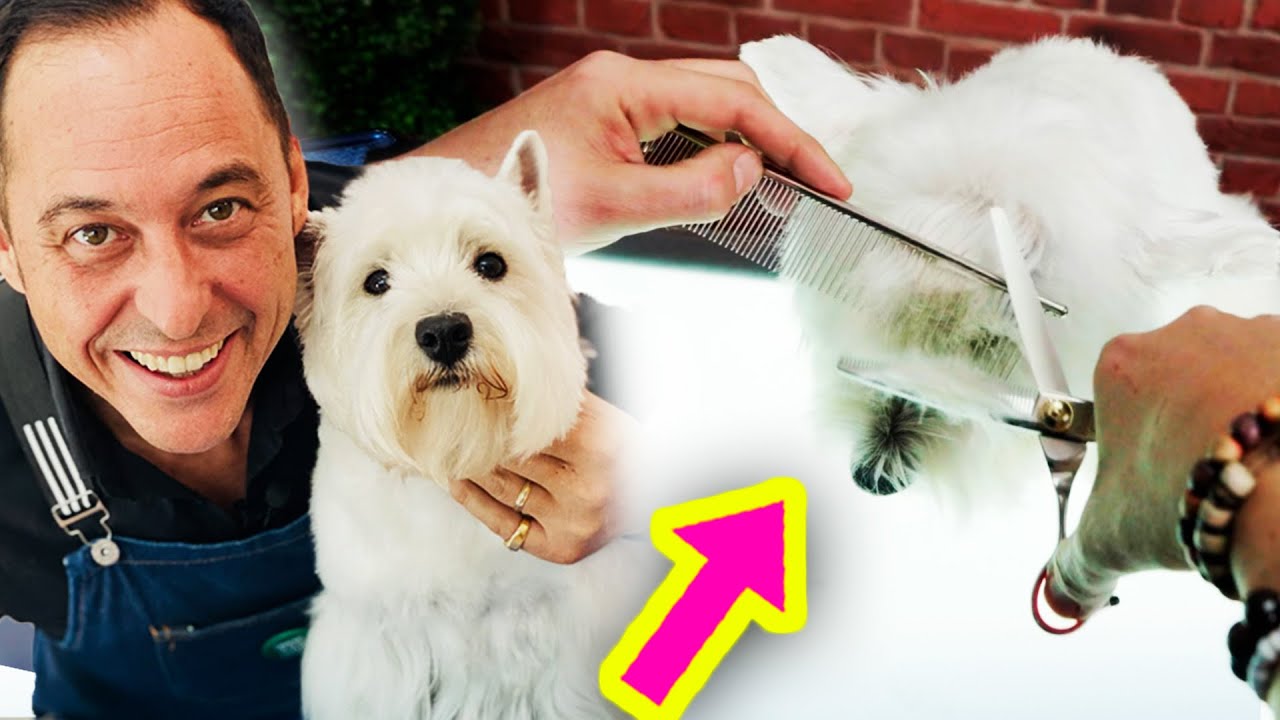 &iexcl;R&Aacute;PIDO Y F&Aacute;CIL! 🚨 T&Eacute;CNICA DE TIJERA para CORTAR el Pelo DE LA CABEZA a tu Westy SIN ERRORES!
