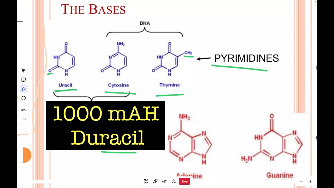 DNA Structure and Function | CUET-PG| Life Sciences
