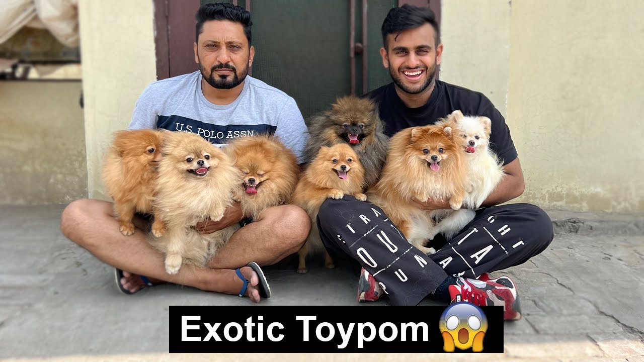 Toypom Breed in India😍 *Exotic Toypom*😱