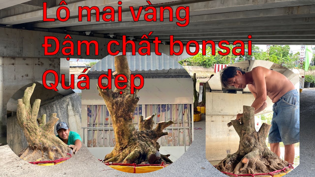 20-3-2026 l&ocirc; mai bonsai vừa đ&aacute;p b&atilde;i a phong.h&agrave;ng đẹp đậm chất bonsai..hợp nh&atilde;n lh 0703855194 phong 