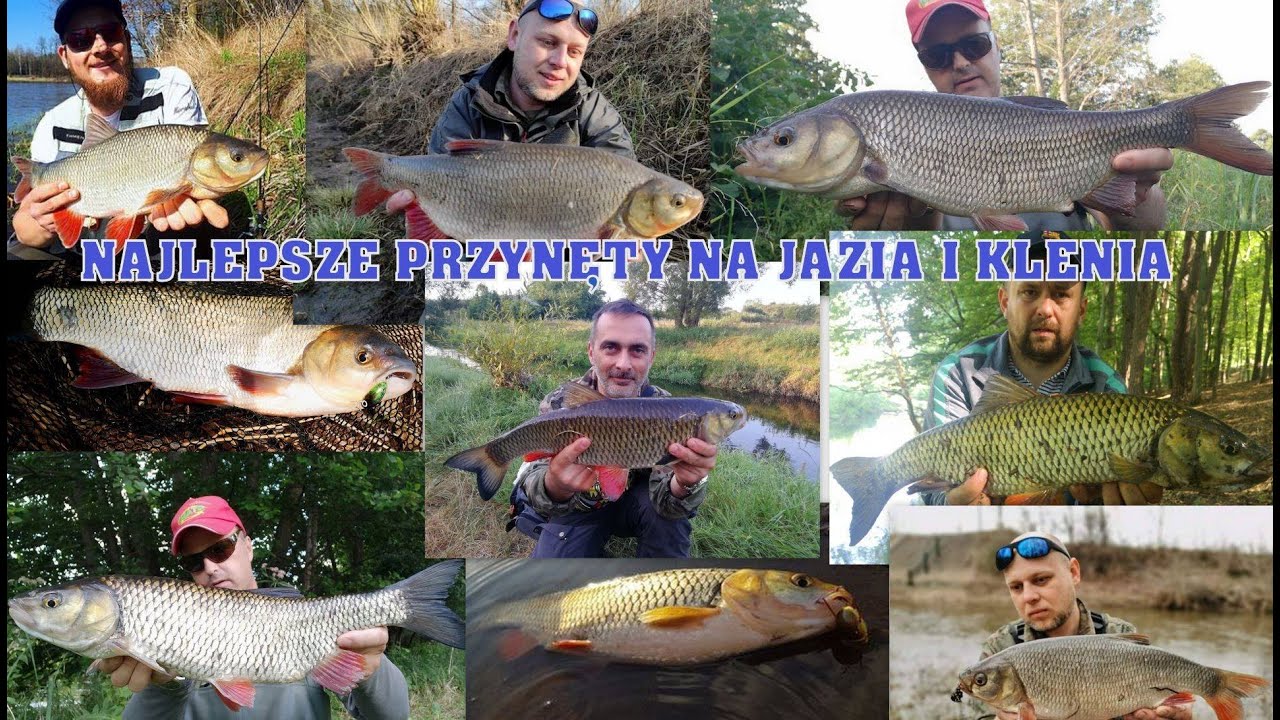 Najlepsze przynęty na grubego klenia i jazia - VLOG6