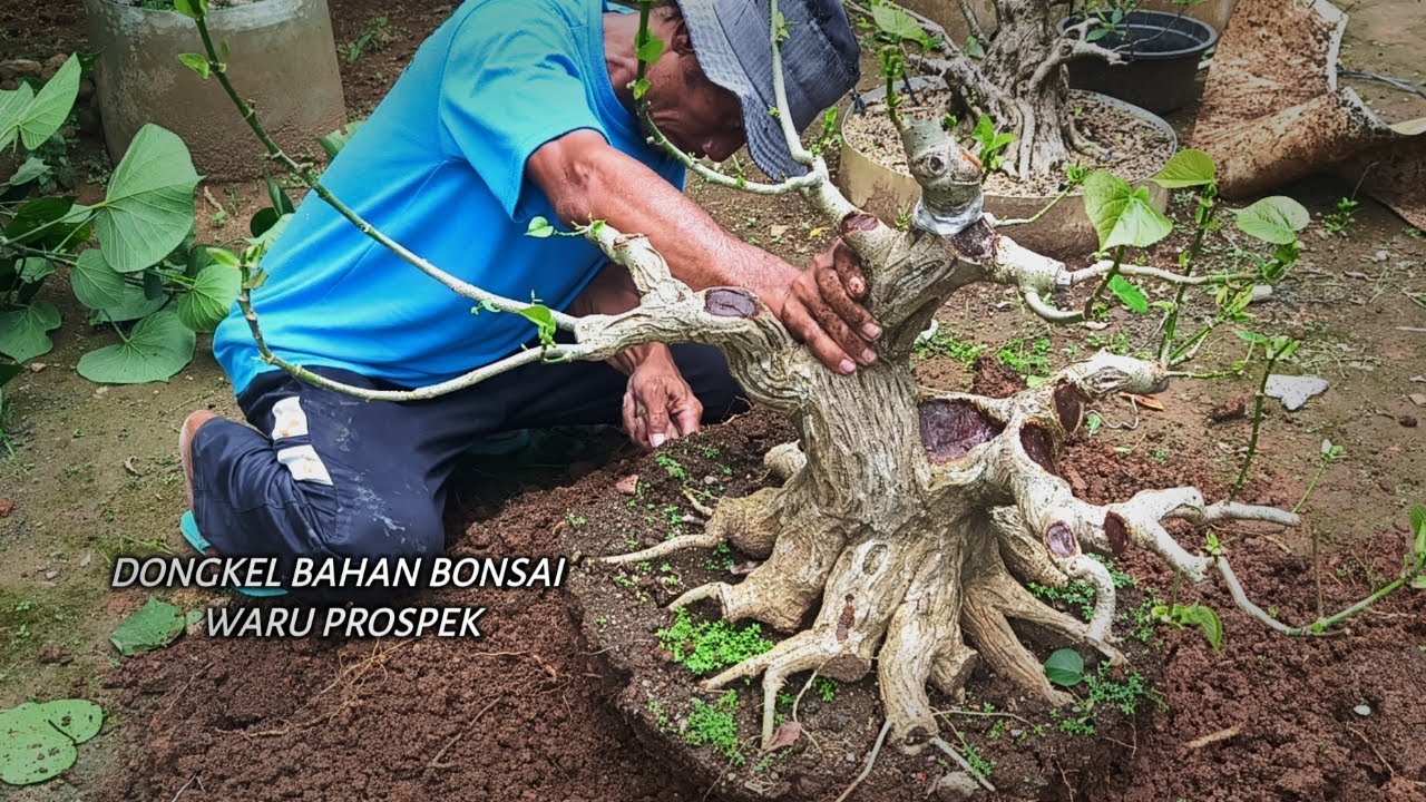 Dongkel Waru Bonsai Материал Неформальный стиль Перспективы
