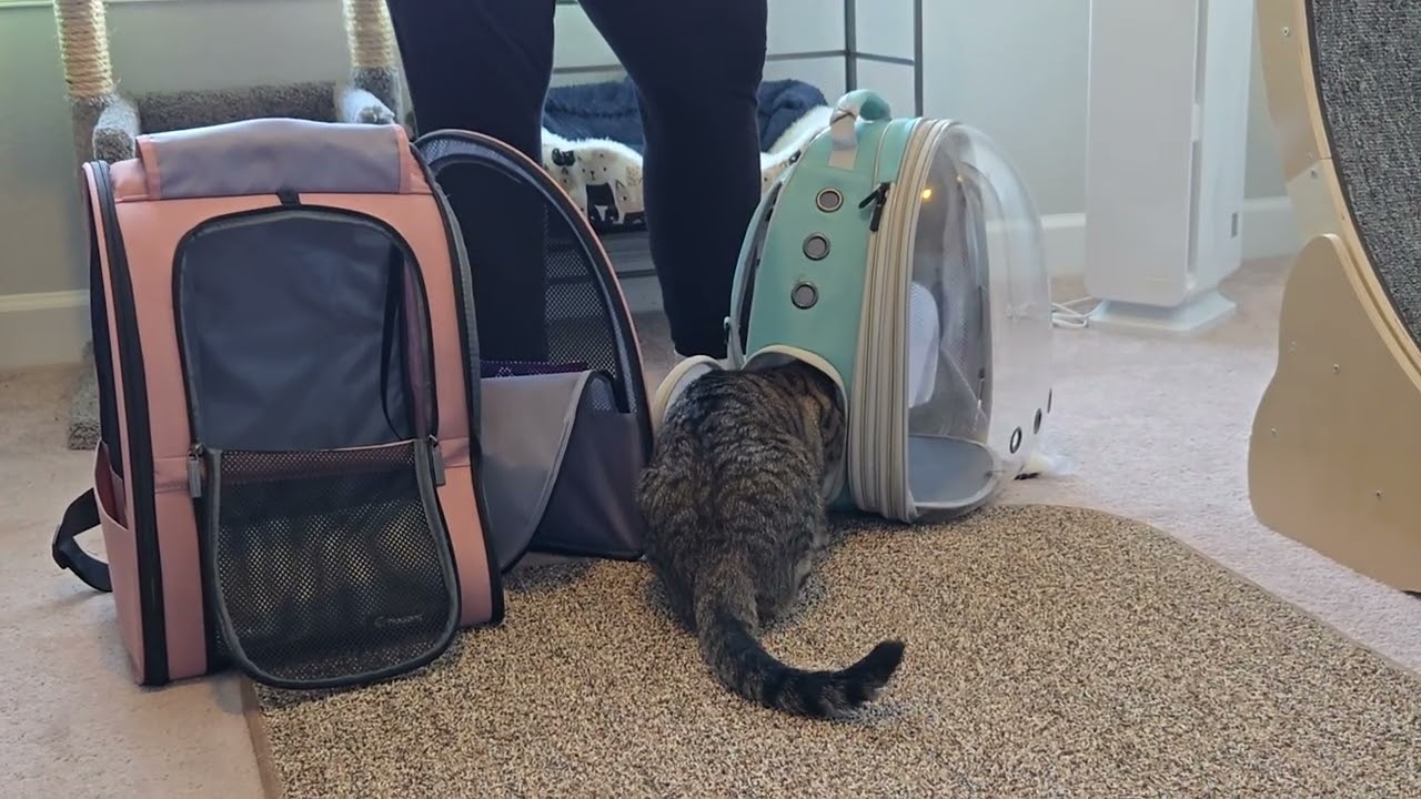 Cat Backpack Training 1