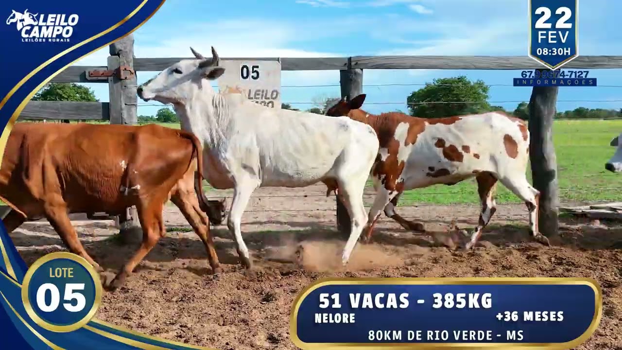 LOTE 05