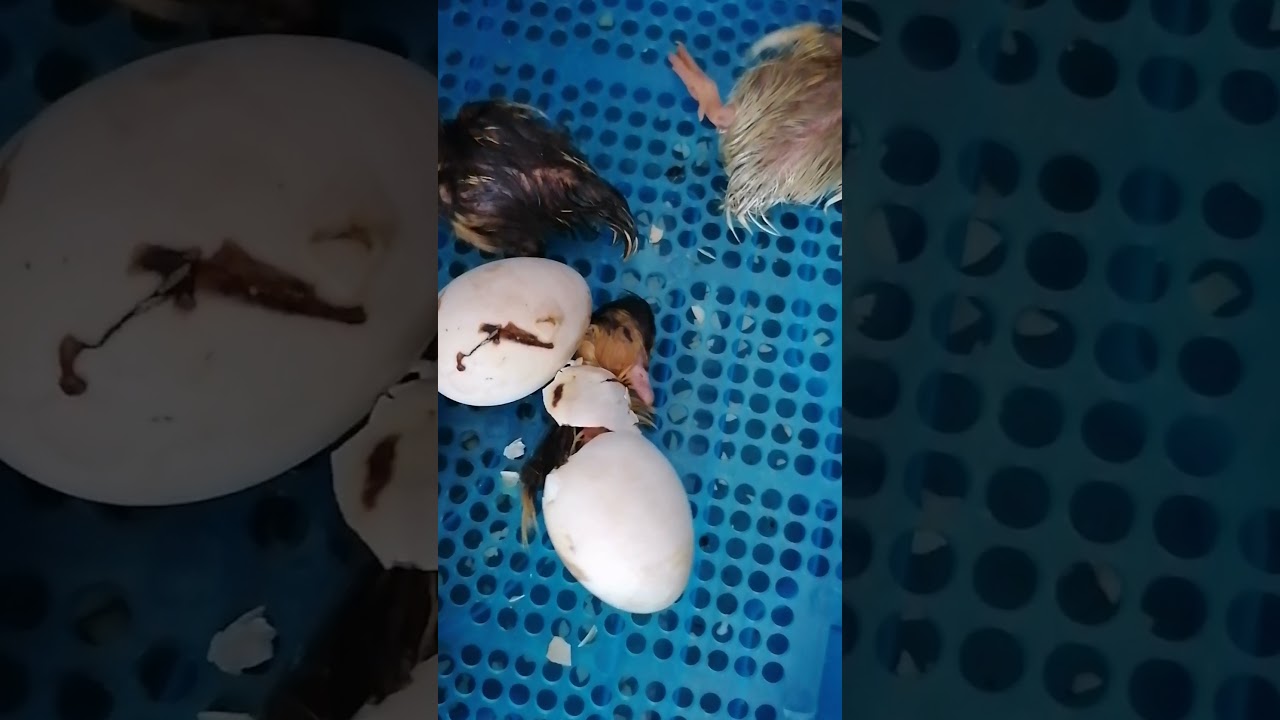 番鸭孵化过程 (Muscovy Duck Hatching)