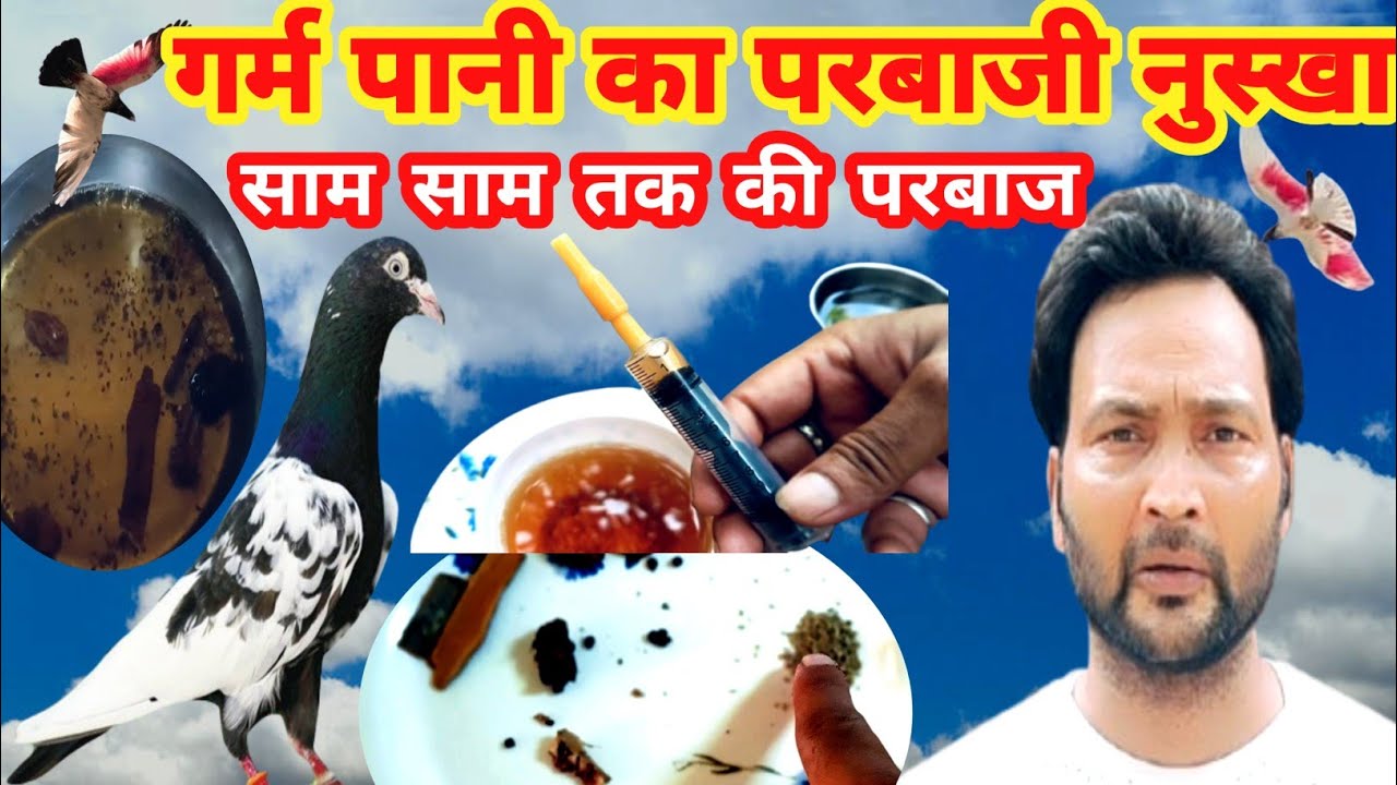 Kabootar ki parwaz ka desi nuskha'! Kabootar ko garam karne ka tarika'!