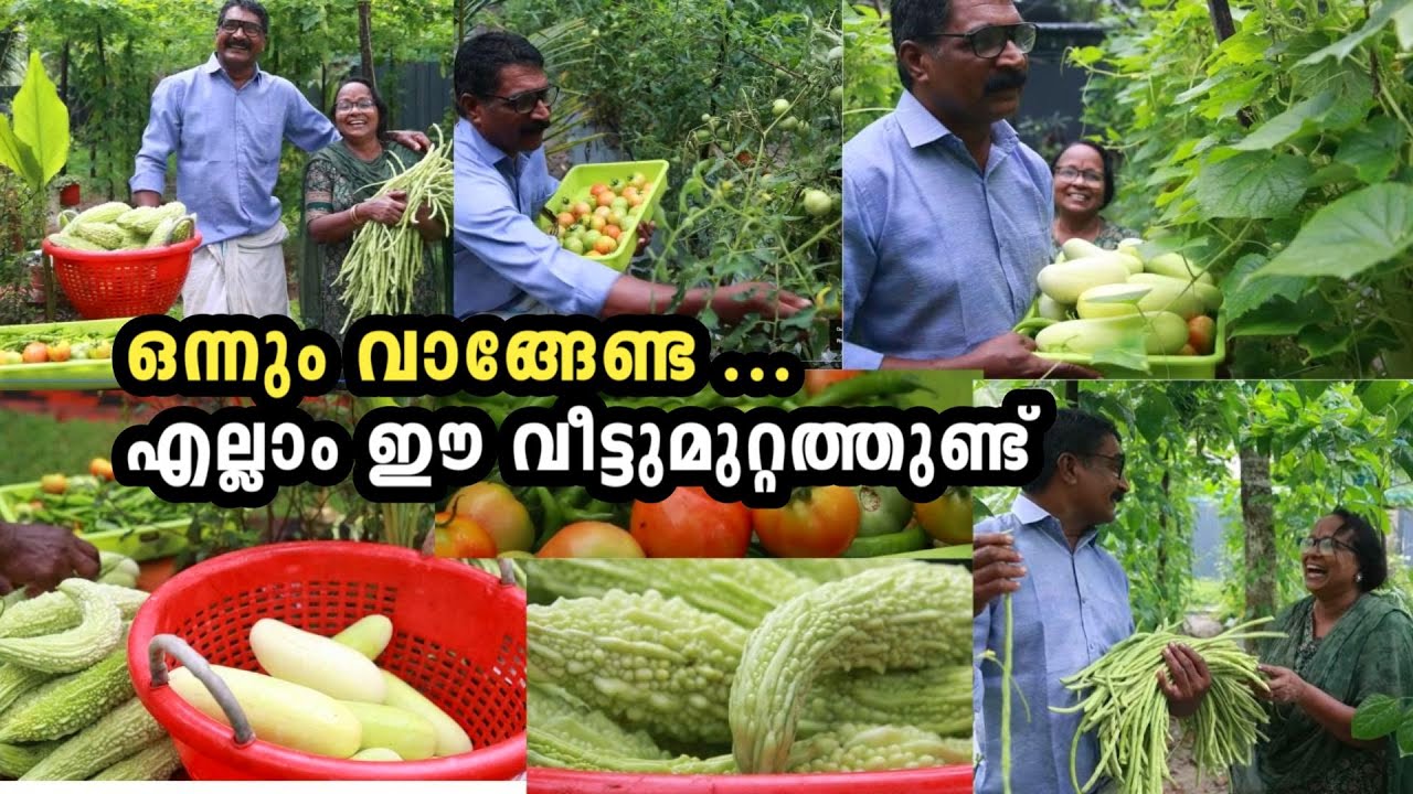 കൃഷിയിൽ ഇവർക്ക് ഫുൾ A+! ആരും കൊതിക്കുന്ന അടുക്കളത്തോട്ടം ഒരുക്കി അധ്യാപക ദമ്പതികൾ| home gardening