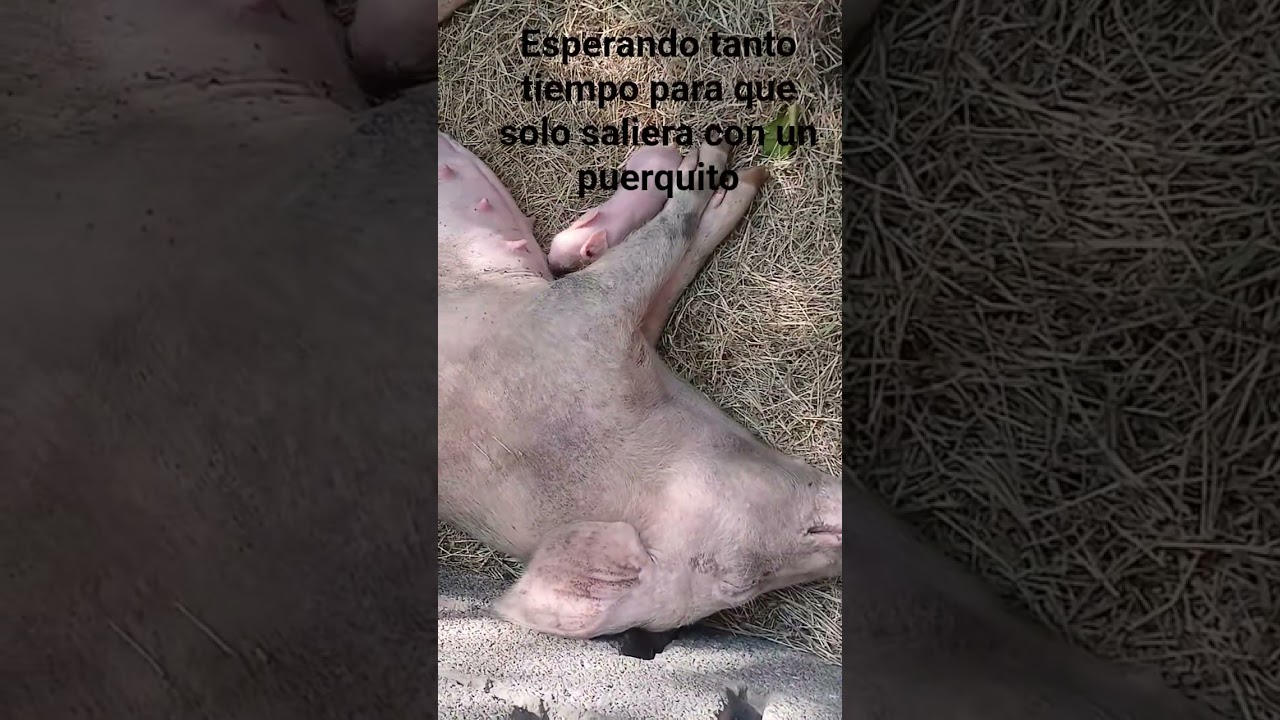 esta cerda solo tubo un solo puerquitos 